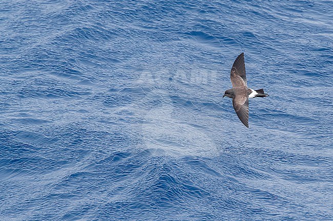 Black-bellied Storm Petrel (Fregetta tropica) flying low over the southern pacific ocean, south of New Zealand. stock-image by Agami/Marc Guyt,