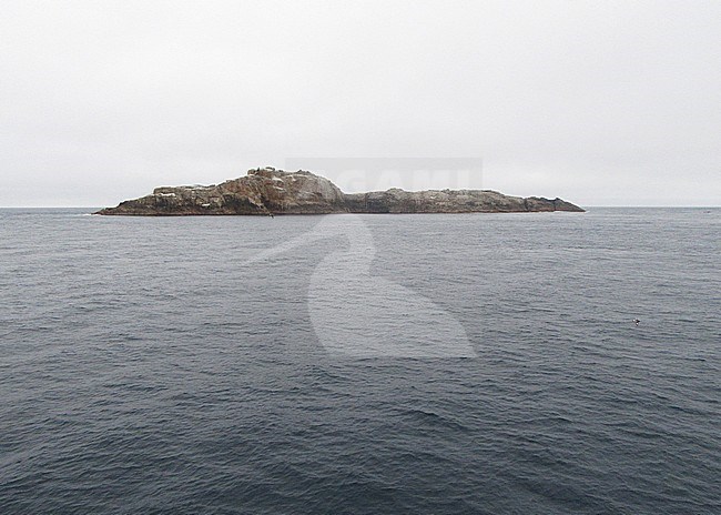 Bounty Islands, subantarctic New Zealand. stock-image by Agami/Marc Guyt,