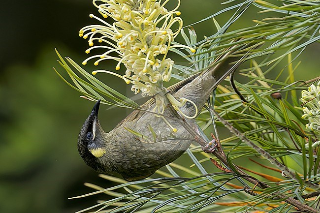 Lewin's Honeyeater (Meliphaga lewinii) perched on a branch in eastern Australia. stock-image by Agami/Glenn Bartley,