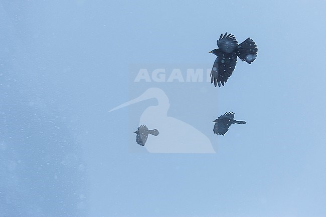 Alpine Chough (Pyrrhocorax graculus) in flight in the snow stock-image by Agami/Ralph Martin,