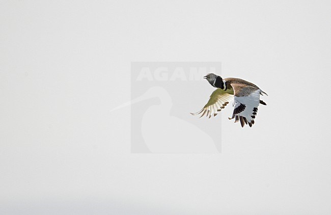 Kleine Trap tijdens baltsvlucht; Little Bustard in display flight stock-image by Agami/Markus Varesvuo,