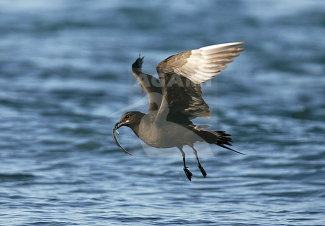 Kleine Jager met vis; Parasitic Jaeger with fish stock-image by Agami/Menno van Duijn,