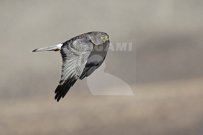 Adult male
Kern Co., CA
November 2007 stock-image by Agami/Brian E Small,