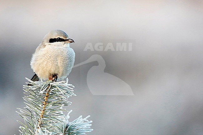 Klapekster in een naaldboom met rijp; Great Grey Shrike in a pine tree with ripe stock-image by Agami/Chris van Rijswijk,