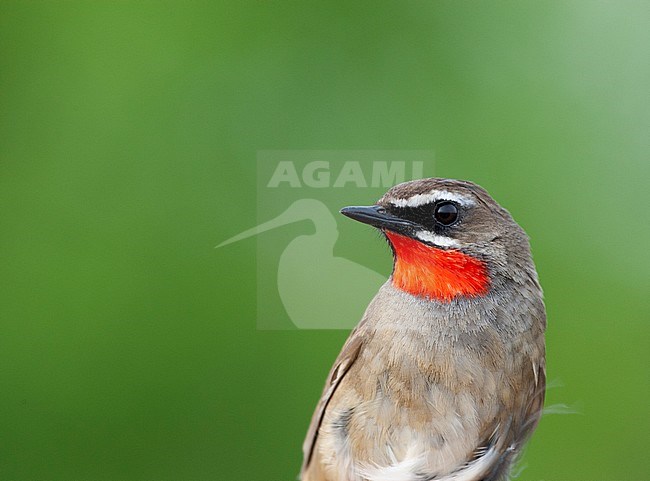 Siberian rubythroat in captivity stock-image by Agami/Roy de Haas,