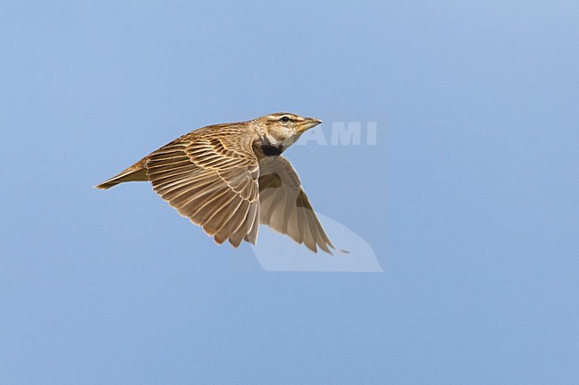 Bergkalanderleeuwerik in de vlucht; Bimaculated lark in flight stock-image by Agami/Daniele Occhiato,