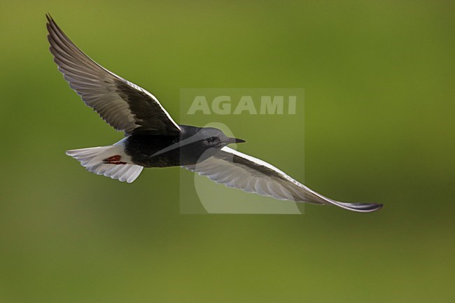 Adulte Witvleugelstern in vlucht; White-winged Tern adult in flight stock-image by Agami/Daniele Occhiato,