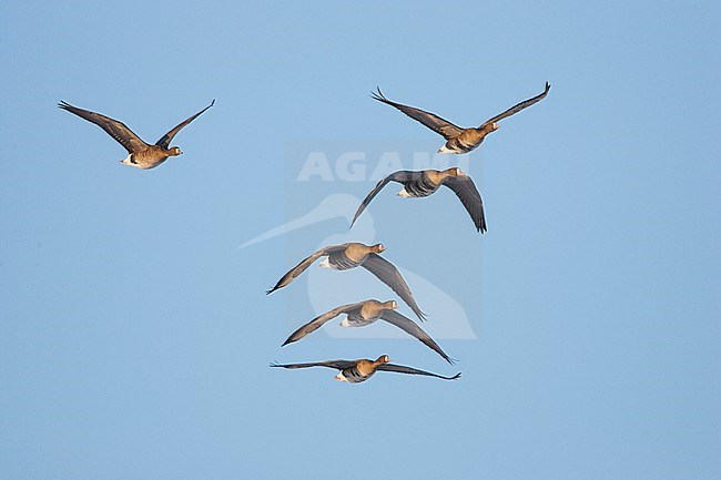 Kolgans groep vliegend in formatie; Greater White-fronted Goose flock flying in formation stock-image by Agami/Menno van Duijn,