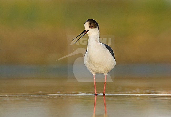 Black-winged Stilt (Himantopus himantopus) stock-image by Agami/Alain Ghignone,