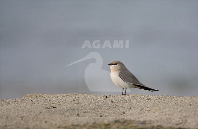 Kleine Vorkstaartplevier, Small Pratincole, Glareola lactea stock-image by Agami/Marc Guyt,