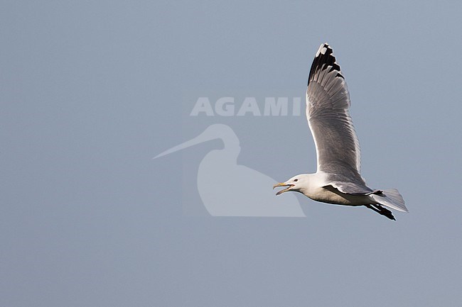 Pontische Meeuw, Caspian Gull, Larus cachinnans, Russia (Jekaterinburgh), adult stock-image by Agami/Ralph Martin,