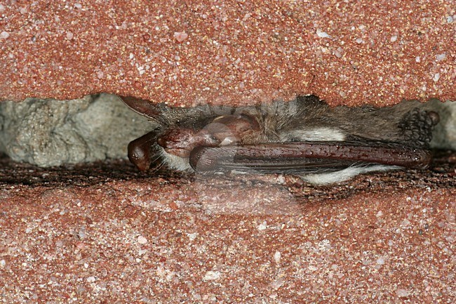 Slapende Franjestaart; SleepingNatterer\'s Bat stock-image by Agami/Theo Douma,