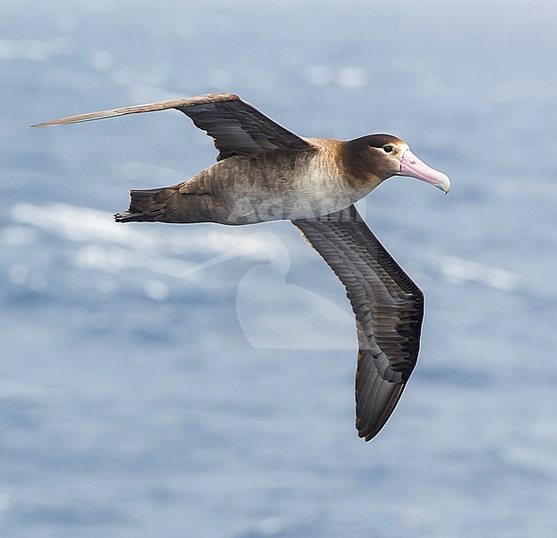 Immature Short-tailed Albatross (Phoebastria albatrus) at sea off Torishima island, Japan. Also known as Steller's albatross. stock-image by Agami/Marc Guyt,