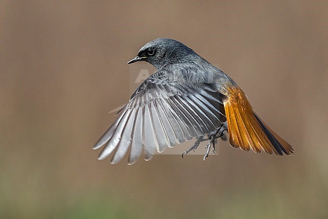 Mannetje Zwarte Roodstaart in vlucht, Male Black Redstart in flight stock-image by Agami/Daniele Occhiato,