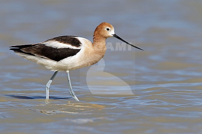 Adult male breeding 
Los Angeles Co., CA 
May 2010 stock-image by Agami/Brian E Small,