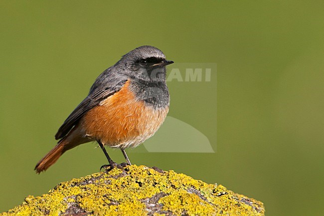 Oosterse Zwarte Roodstaart, Eastern Black Redstart stock-image by Agami/Rob Olivier,