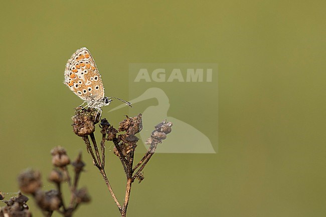 Bruin blauwtje, Brown Argus, stock-image by Agami/Walter Soestbergen,