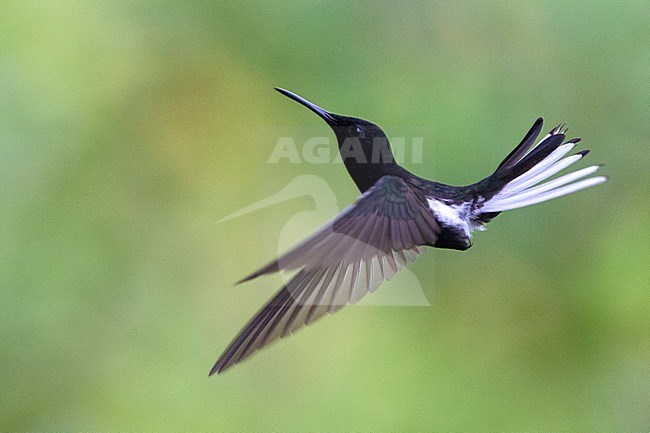 Black Jacobin (Florisuga fusca) in flight against a green natural background in Brazil. stock-image by Agami/Harvey van Diek,