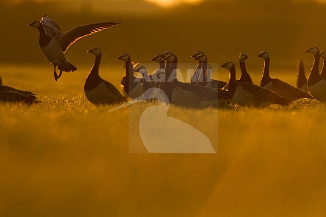 Groep Brandganzen in weiland; Group of Barnacle Geese in meadow stock-image by Agami/Menno van Duijn,