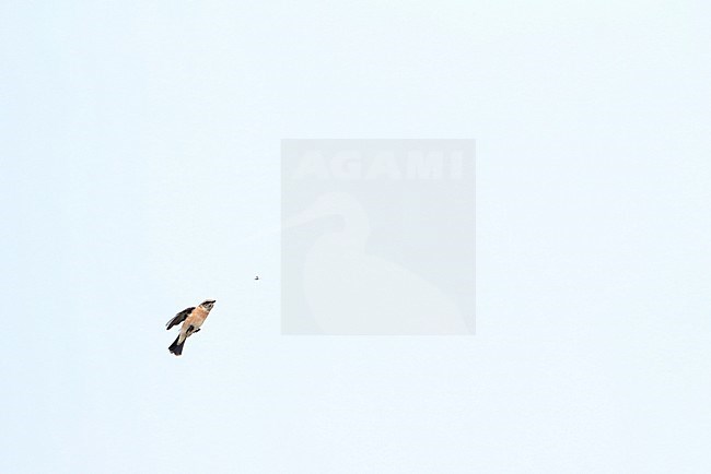 First-winter male Siberian Stonechat (Saxicola maurus) in flight catching an insect. stock-image by Agami/Marc Guyt,