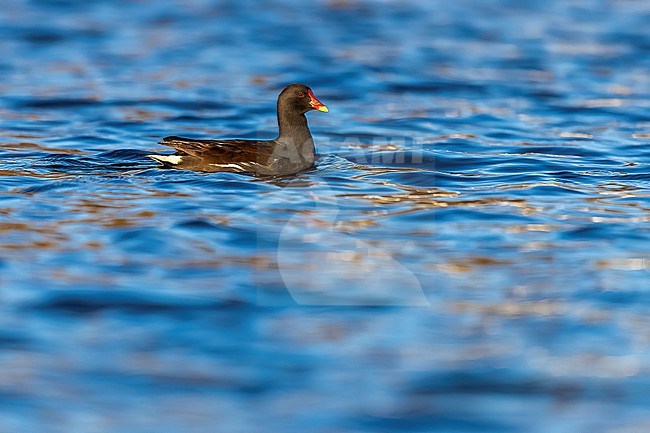 Adult Common Moorhen (Gallinula chloropus) swimming in Etangs Maelaerts, Wolluwe, Brussels, Brabant, Belgium. stock-image by Agami/Vincent Legrand,