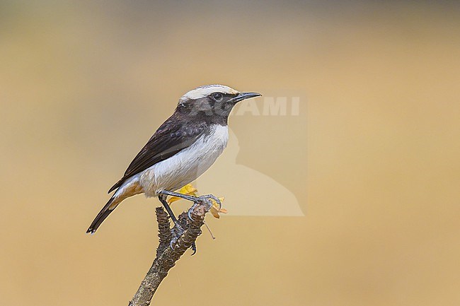 Arabian Wheatear, Oenanthe lugentoides, perched on a rock. stock-image by Agami/Sylvain Reyt,