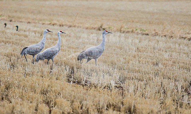 Wintering Sandhill Crane (Grus canadensis) on Hokkaido, Japan. stock-image by Agami/Pete Morris,