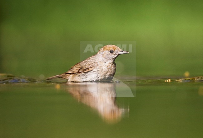 Blackcap (Sylvia atricapilla) female bading in forest pool. stock-image by Agami/Marc Guyt,