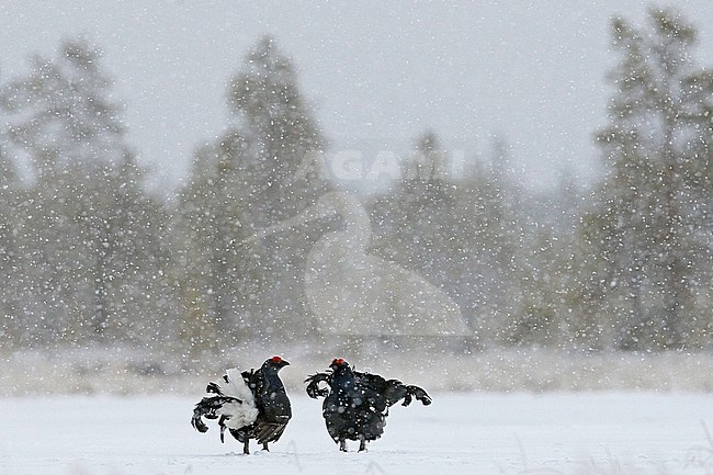 Mannetje Korhoen, Black Grouse male stock-image by Agami/Jari Peltomäki,