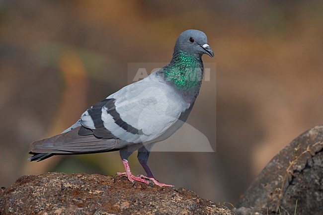 Rotsduif zittend op een steen; Rock Dove perched on a rock stock-image by Agami/Daniele Occhiato,