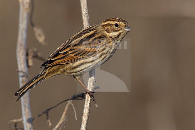 Rietgors, Reed Bunting; stock-image by Agami/Daniele Occhiato,