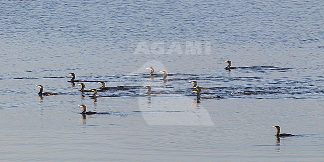 Aalscholver groep zwemmend; Great Cormorant group swimming stock-image by Agami/Harvey van Diek,