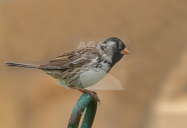 Harris's Sparrow (Zonotrichia querula) is a uncommon breeder of arctic Canada stock-image by Agami/Eduard Sangster,