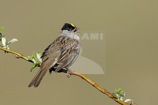 Adult Golden-crowned Sparrow (Zonotrichia atricapilla) in summer plumage perched in small bush on Seward Peninsula, Alaska, USA. stock-image by Agami/Brian E Small,