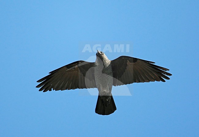 Kauw in de vlucht; Eurasian Jackdaw in flight stock-image by Agami/Markus Varesvuo,