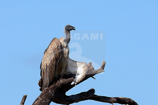 Witruggier, African White-backed Vulture, Gyps africanus stock-image by Agami/Laurens Steijn,