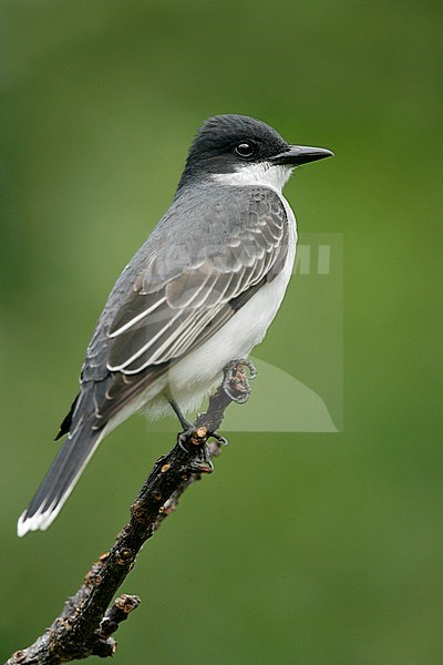 Koningstiran op de uitkijk, Eastern Kingbird on perch stock-image by Agami/Brian E Small,