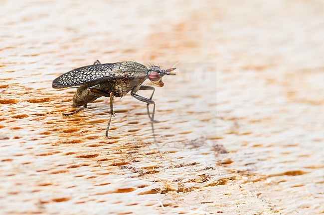 Coremacera - Snail-killing flies - Schneckenfliegen, Germany (Baden-Württemberg) stock-image by Agami/Ralph Martin,