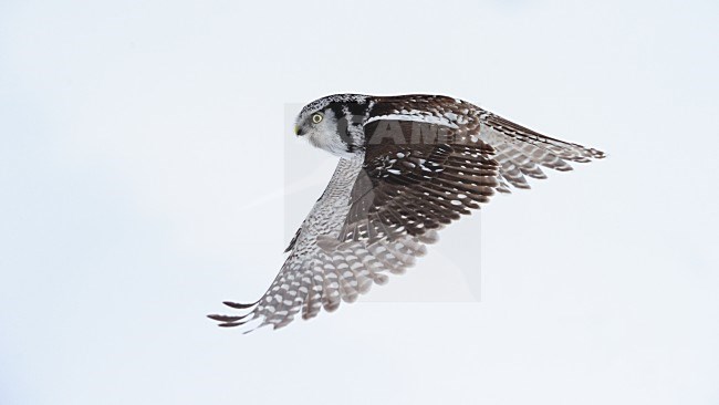 Jagende Sperweruil, Northern Hawk Owl hunting stock-image by Agami/Jari Peltomäki,