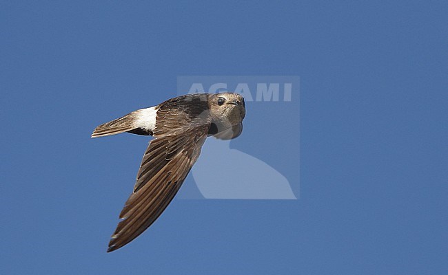 Worn adult Little Swift (Apus affinis) in flight during late summer at Chipiona, Spain. stock-image by Agami/Helge Sorensen,