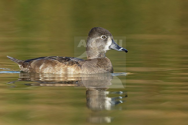 Adult female
Maricopa Co., AZ
January 2015 stock-image by Agami/Brian E Small,