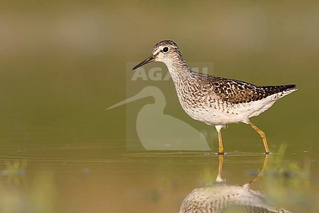 Wood Sandpiper - Bruchwasserläufer - Tringa glareola, Germany, adult, worn breeding plumage stock-image by Agami/Ralph Martin,