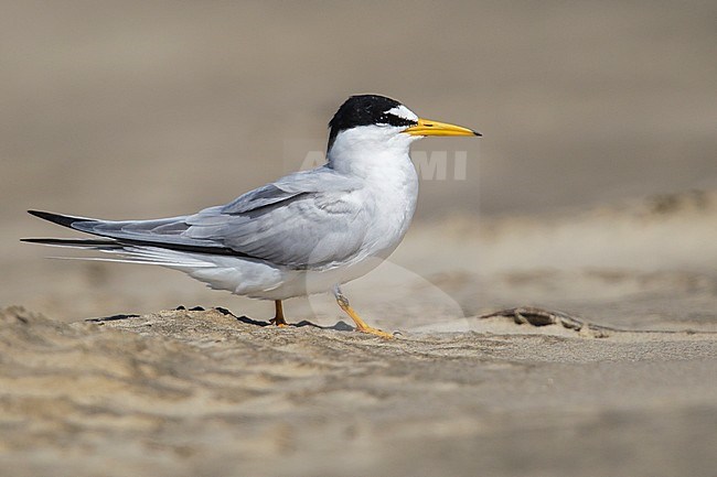 Adult breeding
Galveston Co., TX
April 2013 stock-image by Agami/Brian E Small,