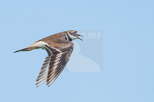 Adult
Galveston Co., TX
May 2023 stock-image by Agami/Brian E Small,