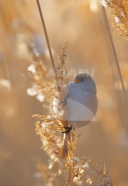 Vrouwtje Baardman in riet; Female Bearded Reedling in reedbed stock-image by Agami/Markus Varesvuo,