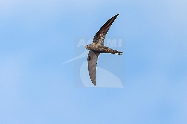 Close-up of one the most iconic flying birds ever. The Common Swift breeds in the city centre of Amsterdam still in quite good numbers despite their preferred old building being renovated more and more. stock-image by Agami/Jacob Garvelink,