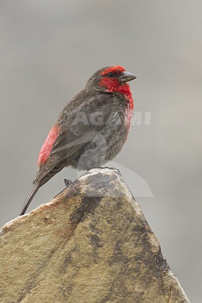 Mannetje Bergroodmus, Red-fronted Rosefinch male stock-image by Agami/Dubi Shapiro,