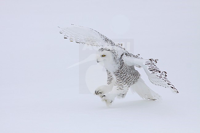 Sneeuwuil landend in de sneeuw; Snowy Owl landing in the snow stock-image by Agami/Chris van Rijswijk,
