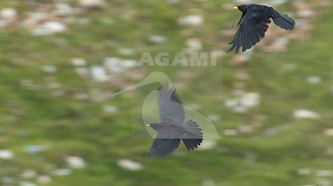 Two Alpine Choughs (Pyrrhocorax graculus) in flight along the famous Großglockner Hochalpenstraße in the Alps of Austria. stock-image by Agami/Marc Guyt,