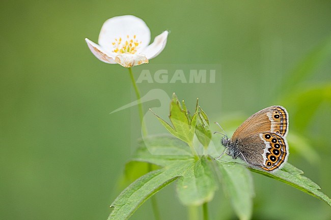 Coenonympha hero - Scarce heath - Wald-Wiesenvögelchen, Russia (Baikal), imago stock-image by Agami/Ralph Martin,